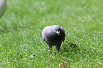 City piogen looking for food 