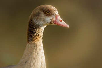 Portrait of a cute goose with a pink beak