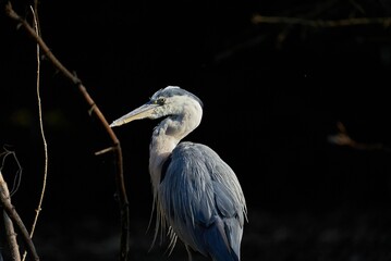 Closeup shot of a gray heron on a tree in Zoo Basel, Switzerland