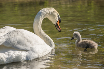 Schwan mit Schwanenküken im Streiflicht im Wasser