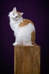 Cute longhair cat sitting on wooden podium  and looking funny at camera. Verical image.