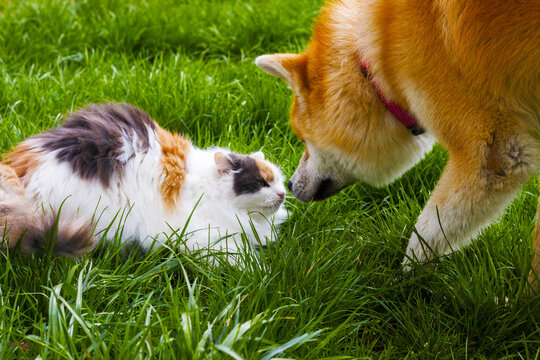 War between cat and dog