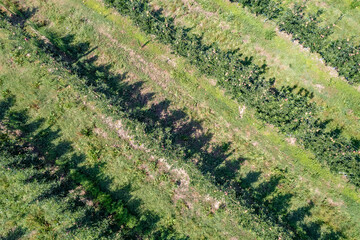 Drone view of huge ripe apple orchard, trees, field in summer.  Harvesting. Aerial view