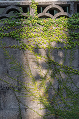 日差しが当たるツタの這う古いコンクリートブロック