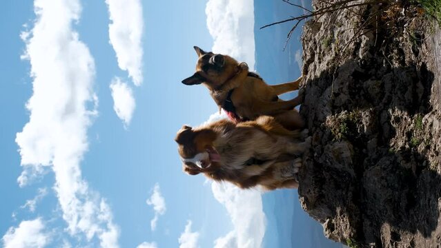 Two dogs travelers. Australian and German Shepherd sit side by side on top of cliff and enjoy views of nature Caucasus mountains. Front view. 4K vertical slow motion footage