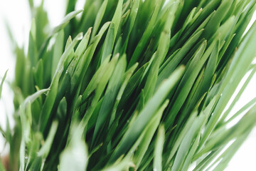 green grass in the wind