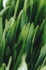 Fototapeta premium cactus close up