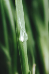 dew drops on a grass