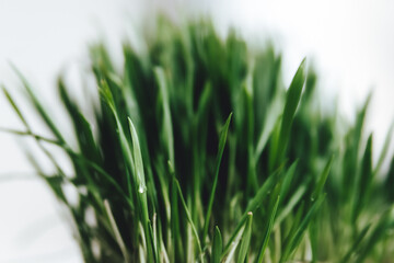 green grass isolated on white