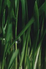 grass with dew drops