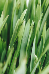 aloe vera plant in garden