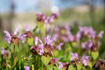 garden of purple wildflowers. close-up. nature related background.