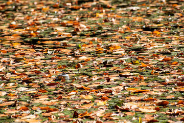 Dry tree leaves fall to the ground. Dried tree leaves. Dry tree leaves falling to the ground in autumn. 7 Lakes Bolu, Türkiye.