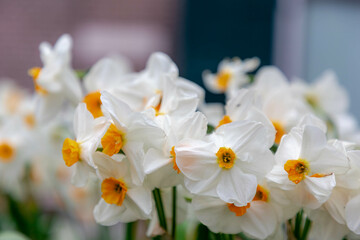 Fototapeta na wymiar Selective focus of white yellow flower with green leaves in the darden, Narcissus (Daffodil) is a genus of predominantly spring perennial plants of the amaryllis family, Nature floral background.
