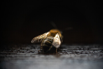 Ultra close up macro shot of a bee isolated on dark background 