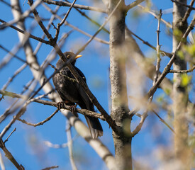 Blackbird shot in my garden with a  telephoto lens