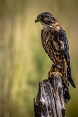 Vertical shallow focus shot of Merlin bird perched on the top of a branch
