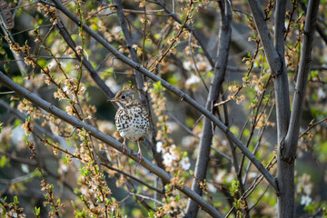 Beautiful song thrush sitting on a tree branch shot with the awesome 200-600 lens by Sony