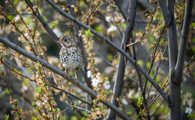Beautiful song thrush photographed sitting on a tree branch