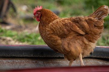 Brown hen walking around in a garden