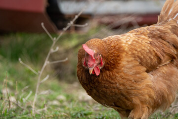 Brown hen walking around in a garden