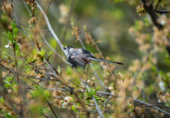 Gorgeous blue tit bird/willowbiter sitting on a tree branch 
