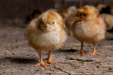 Little chickens at a poultry farm.