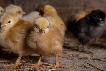 Little chickens at a poultry farm.