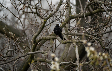 Blackbird shot sitting on a dark branch in a forest