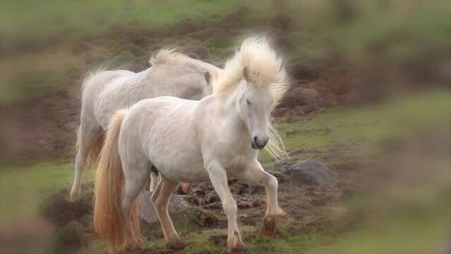 Icelandic ponies trotting closer, fantasy vingette dream