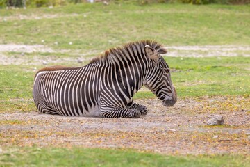 Fototapeta na wymiar Side view of Zebra resting in the grassland