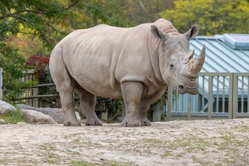 Naklejka premium Large Southern white rhinoceros standing in the zoo