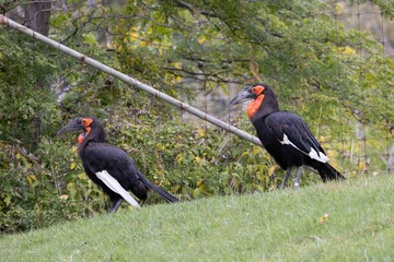 Side view of two Hornbill standing on green grass in front of mesh wire fence