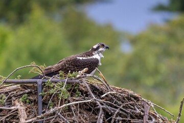 Selective focus side view of Osprey standing on the nest made with branches and twigs