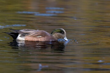 Selective focus side view of American wigeon swimming and drinking water in the lake