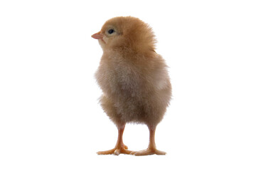 A newly born chick on a white background