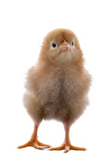 A newly born chick on a white background