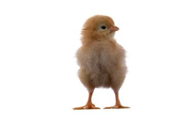 A newly born chick on a white background