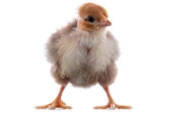 A newly born chick on a white background