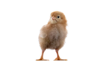 Obraz premium A newly born chick on a white background
