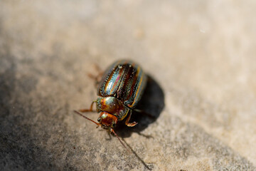 Chrysolina americana insect or rosemary beetle walking touching with its antennae the dirt ground on a sunny day