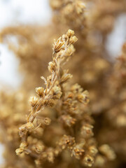 bunch of dried highland flowers. golden flower. white background.