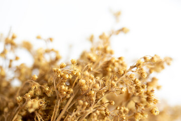 bunch of dried highland flowers. golden flower. white background.