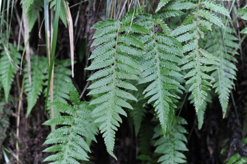 Green fern leaves in the rainforest of Madeira island, Portugal