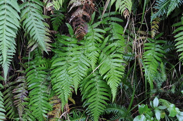 Green fern leaves in the rainforest of Madeira island, Portugal