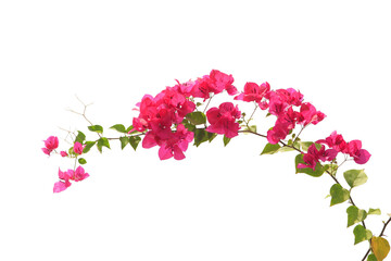 bougainvilleas isolated on white background.