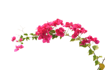 bougainvilleas isolated on white background.