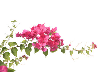 bougainvilleas isolated on white background.