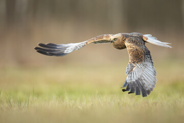 Flying Birds of prey Marsh harrier Circus aeruginosus, hunting time Poland Europe