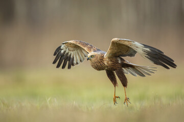 Flying Birds of prey Marsh harrier Circus aeruginosus, hunting time Poland Europe